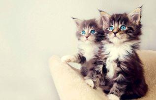 娱乐吃瓜酱小猫睡在哪里